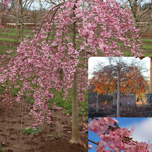 Pink Cascade Cherry Tree