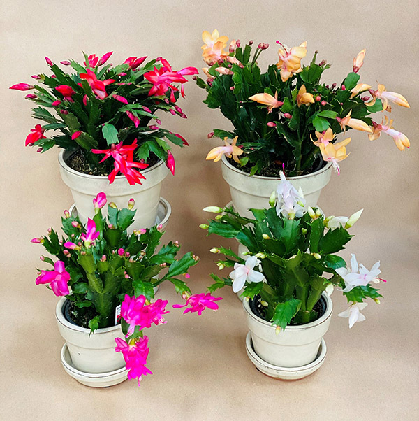 Christmas Cactus Going Fast!